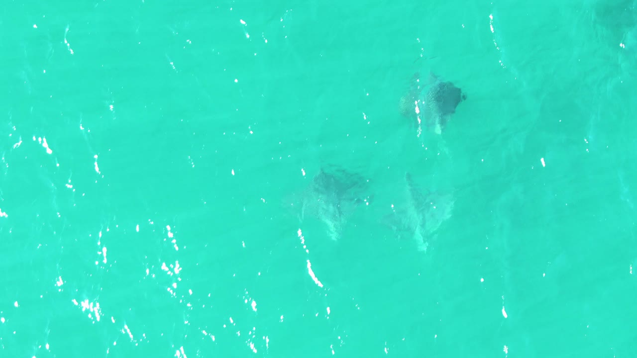 Overhead turquoise water with several stingrays beneath rippled surface