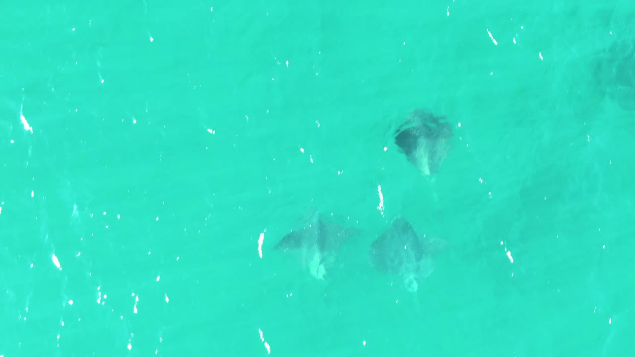 Aerial frame from Buzzards Beach with stingrays spaced across pale turquoise water and small bright reflections on the rippled surface, with no visible people.