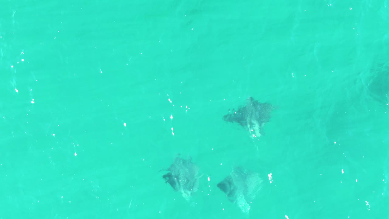 Overhead Buzzards Beach view of stingrays under shallow turquoise water, with one darker ray near the upper middle and soft surface glare across the frame, with no visible people.