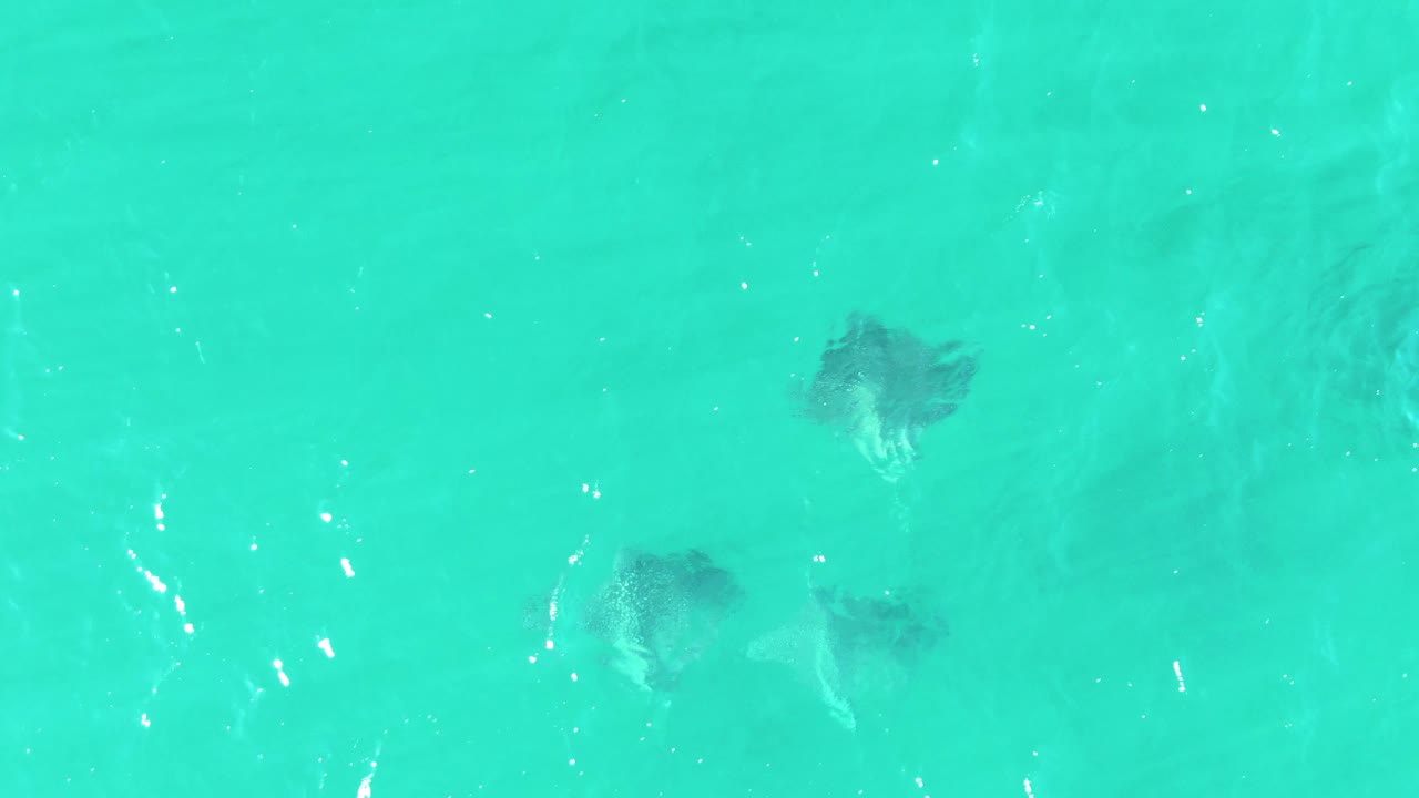 Buzzards Beach aerial frame with multiple stingrays visible beneath clear turquoise water, including darker shapes near the lower left and center, with no visible people.