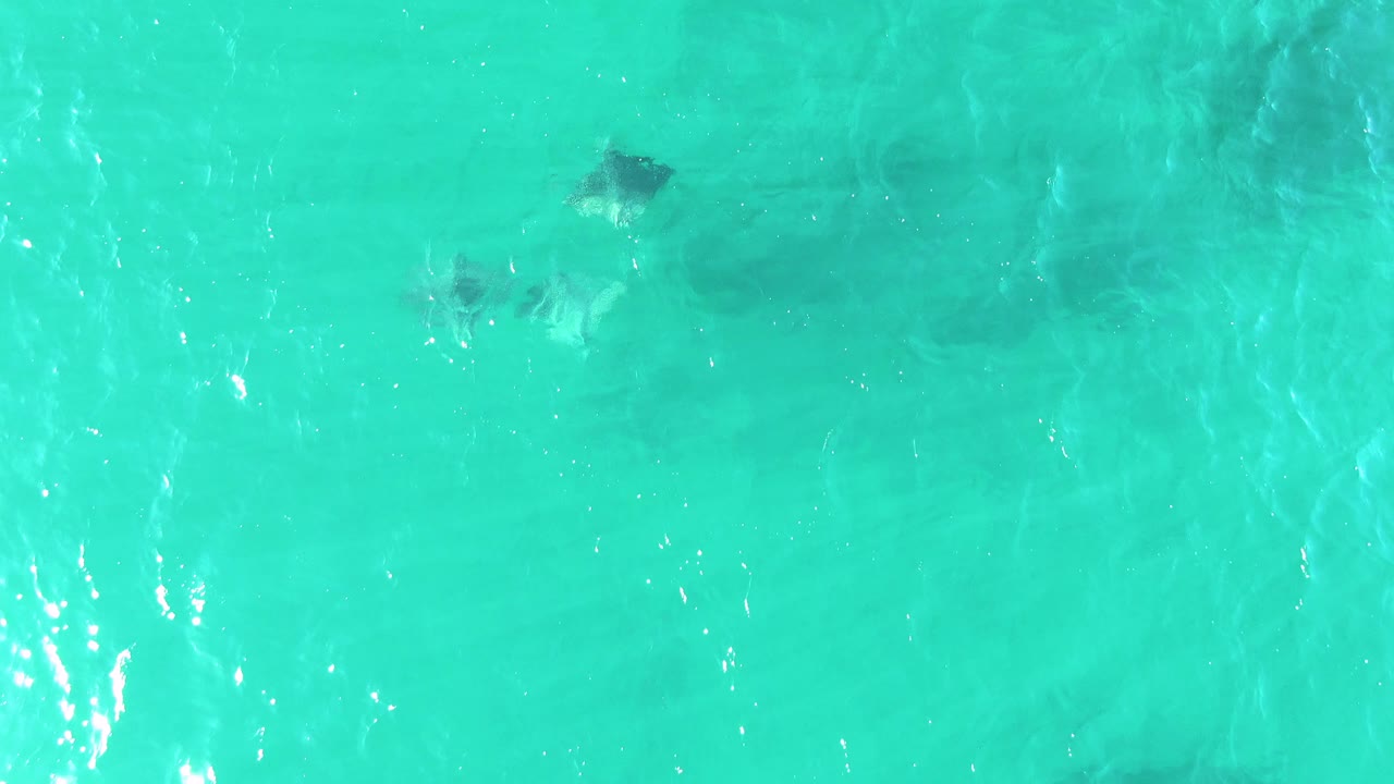 Stingrays beneath bright turquoise shallow water
