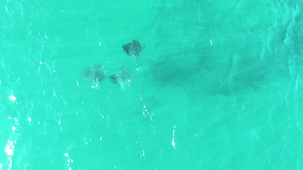 Aerial view at Buzzards Beach with stingrays spaced across clear blue-green water, faint sandy bottom texture, bright reflections, and no visible people.