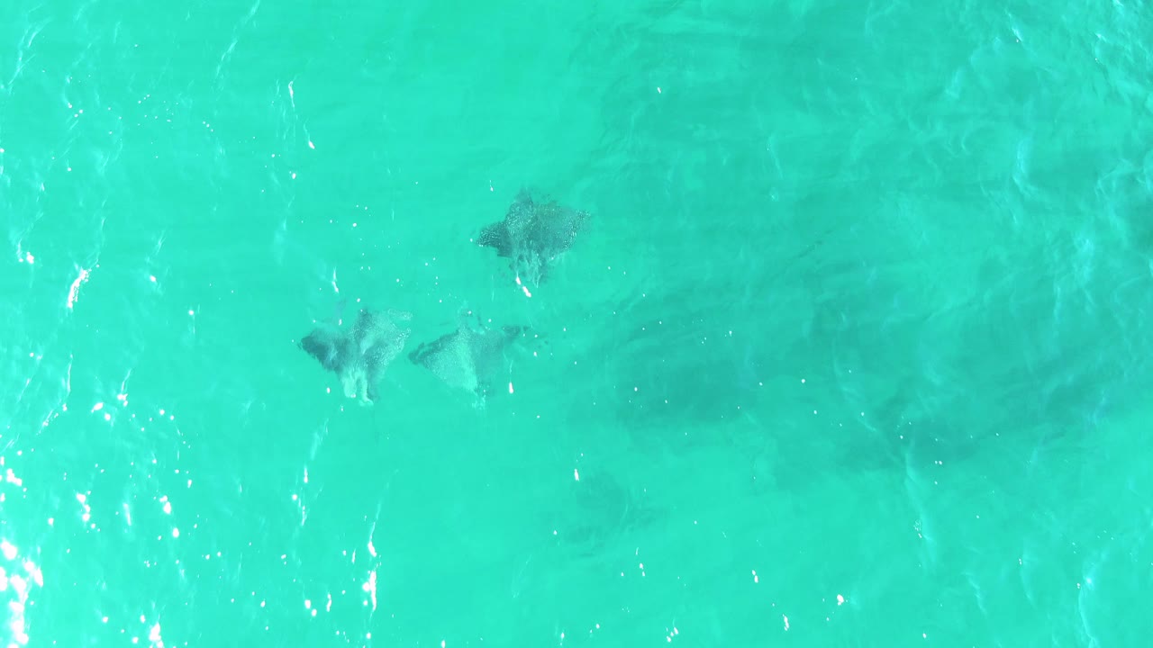 Buzzards Beach overhead frame with dark stingray shapes beneath rippled turquoise surface water, pale seabed visible below, and no visible people or boats.