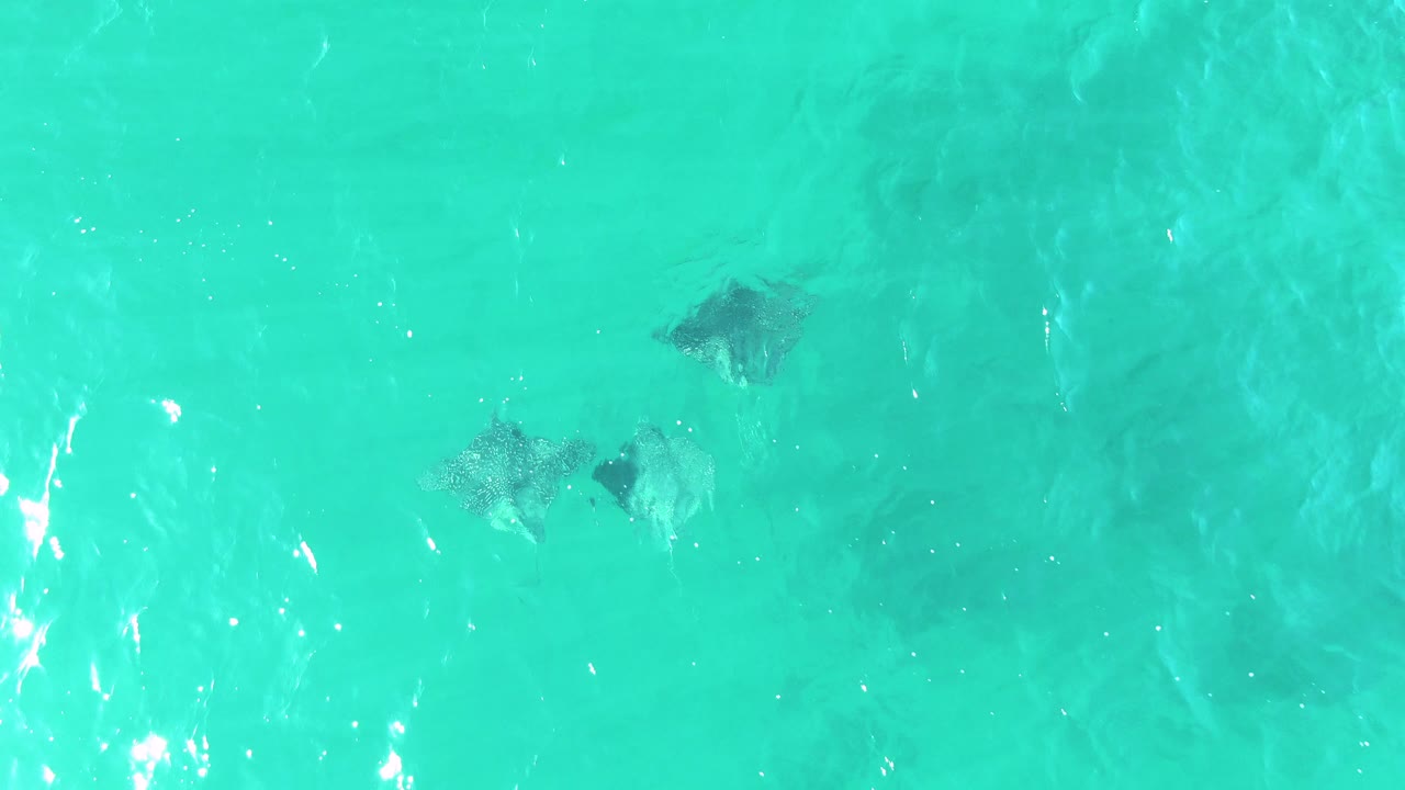 Top-down Buzzards Beach frame showing a small cluster of stingrays beneath clear turquoise water, with surface shimmer and no visible people.