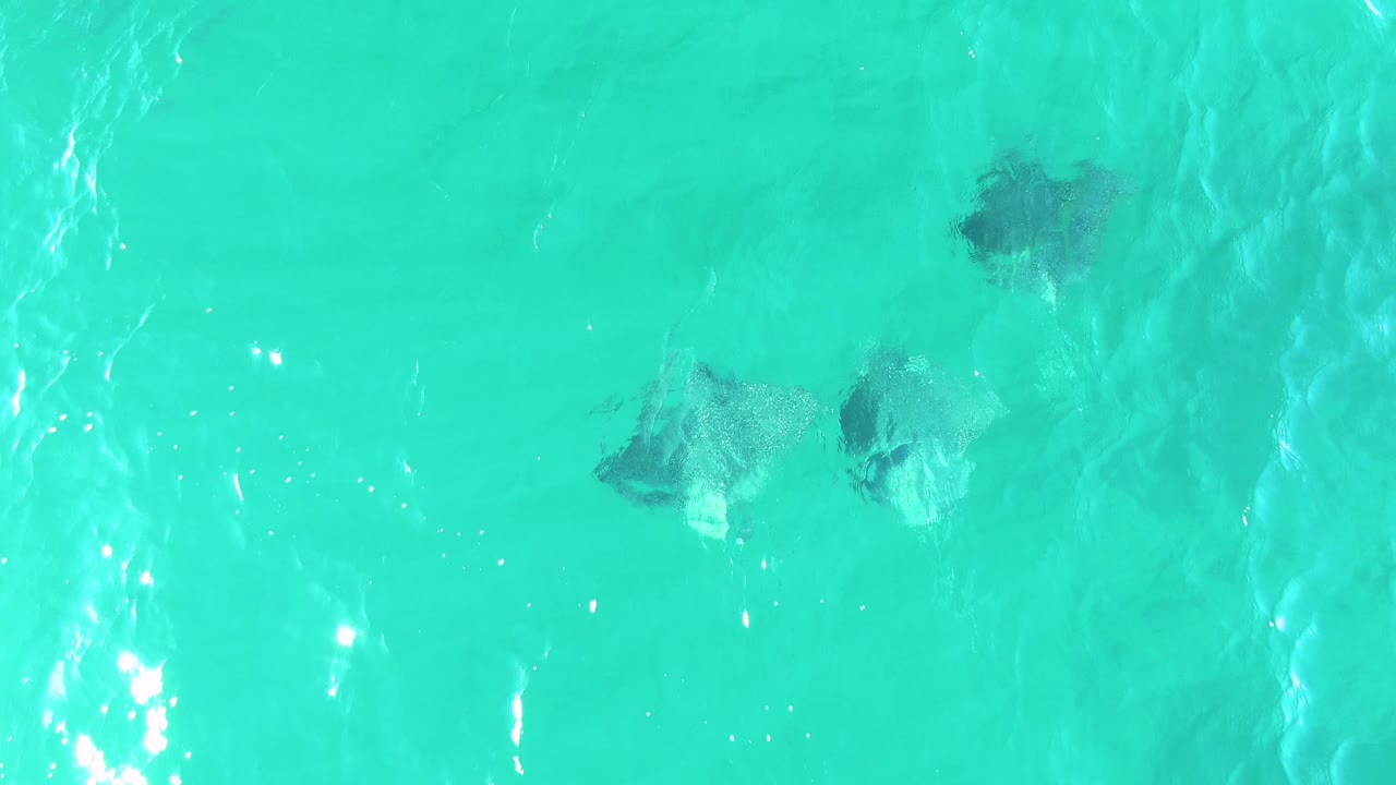 Manta rays move beneath bright turquoise water at Buzzards Beach in Baja California Sur, with sun streaks and no visible people.