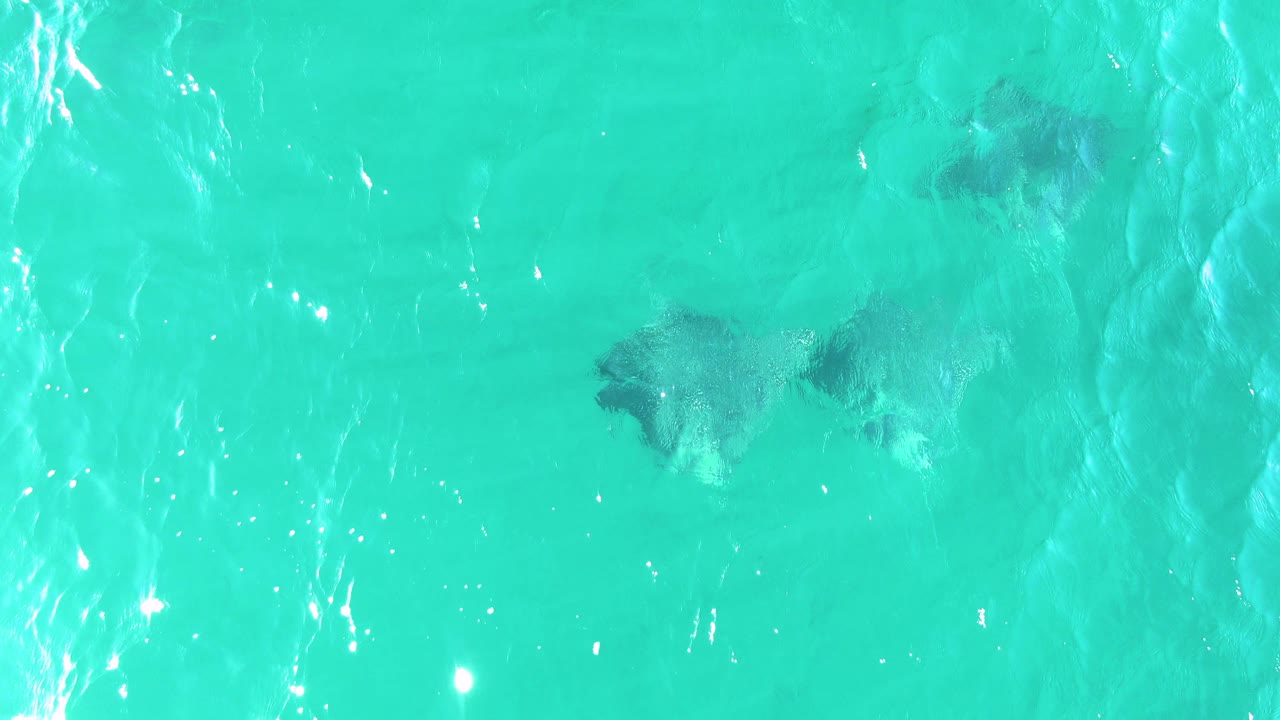 Several manta rays are visible under rippled turquoise water at Buzzards Beach, with pale sand below and no visible people.