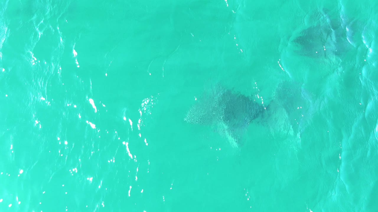 Manta rays appear in shallow clear water at Buzzards Beach, with strong white sun glints near the center and no visible people.
