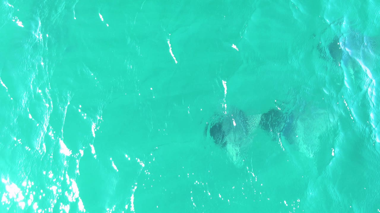 Rays swimming below bright turquoise water surface