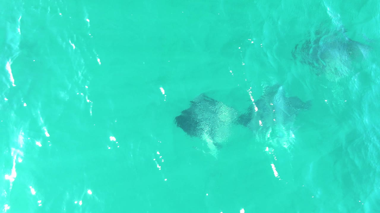 Several dark manta rays are visible beneath bright turquoise water at Buzzards Beach, Baja California Sur, with sun reflections on the rippled surface and no visible people.