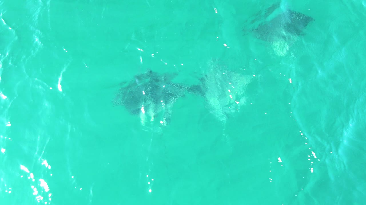 Dark ray silhouettes sit below a rippled turquoise surface at Buzzards Beach, Baja California Sur, with brighter sun streaks crossing the water and no visible people.
