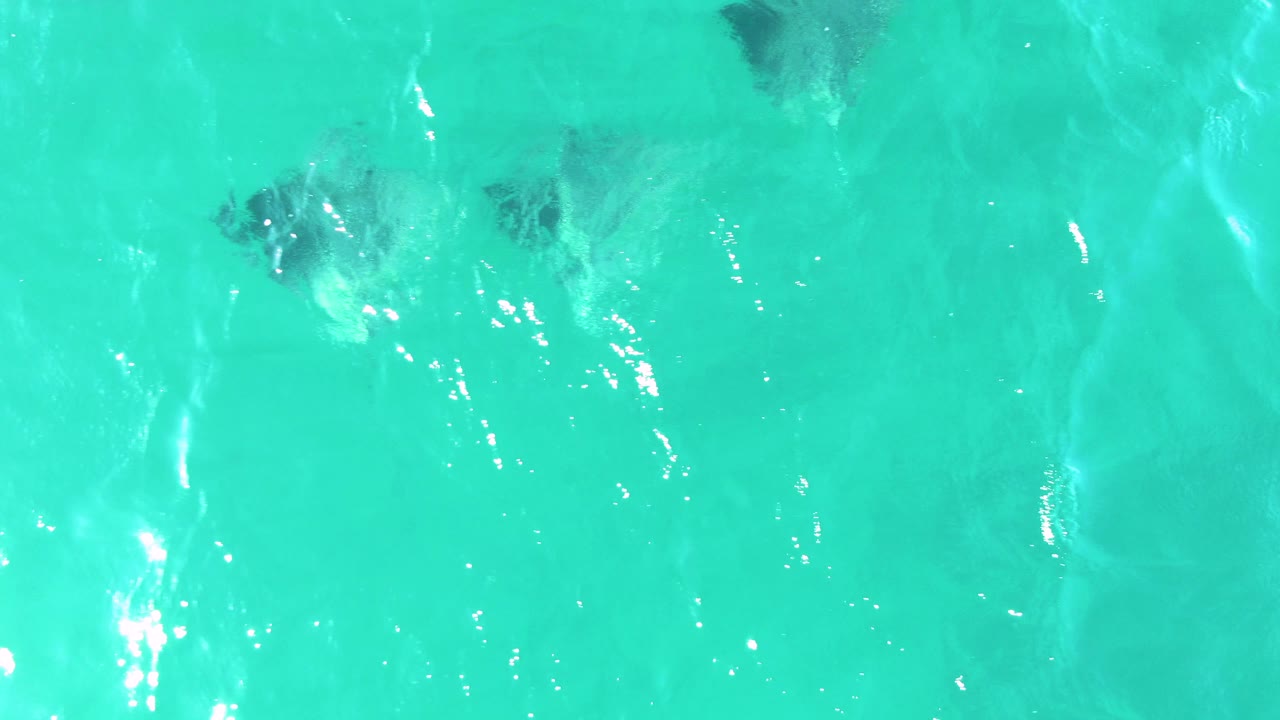 A loose cluster of manta rays appears under clear blue-green water at Buzzards Beach, Baja California Sur, with pale wave texture and no visible people.