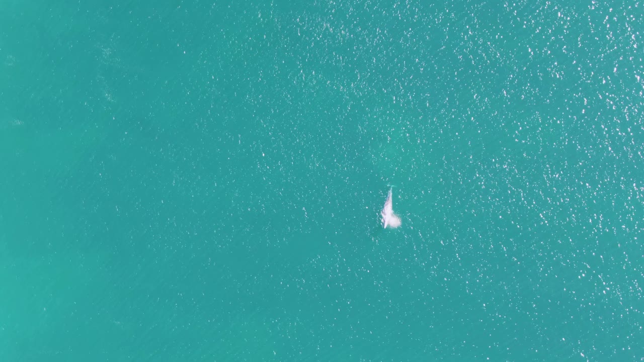 A dolphin creates a small white splash near the upper-left area of turquoise ocean water at Buzzards Beach, Baja California Sur, with no visible people.