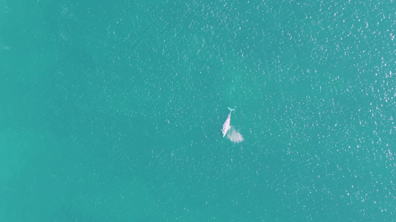 A dolphin is seen from above near the upper middle of turquoise ocean water at Buzzards Beach, leaving a small wake and bright splash marks, with no visible people.