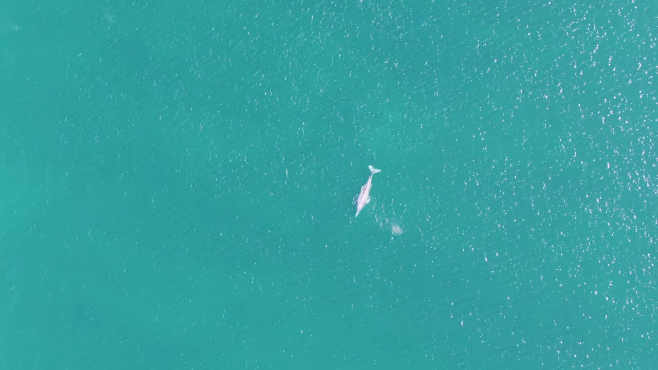 A dolphin appears near the upper-right area of the frame in turquoise water at Buzzards Beach, bordered by scattered sun flecks and faint ripples, with no visible people.