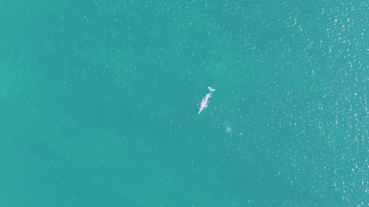 A dolphin moves through the lower-left area of clear turquoise ocean at Buzzards Beach, with a pale splash trail and open water around it, with no visible people.