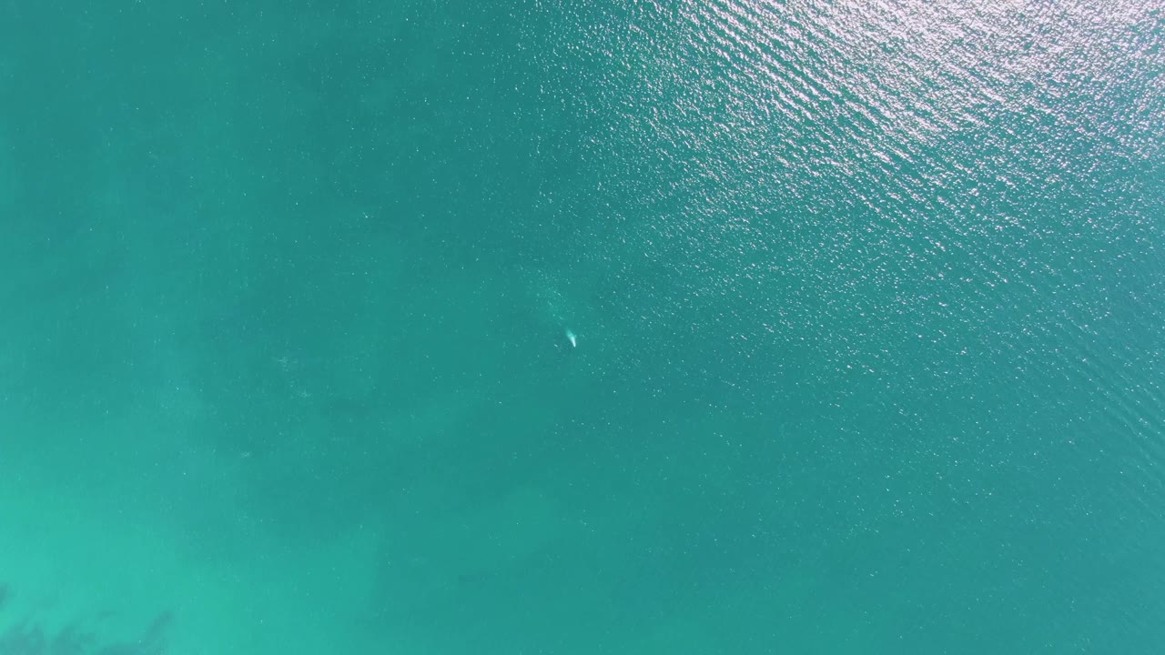 Top-down view of turquoise ocean at Buzzards Beach, Baja California Sur, with a small bright marine animal near the upper right and no visible people.