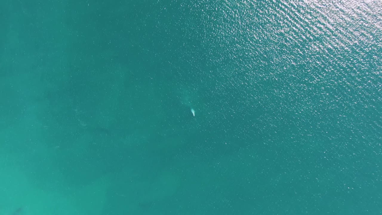 Aerial frame over Buzzards Beach turquoise water, with the small marine animal shifted inward from the right and no visible people.