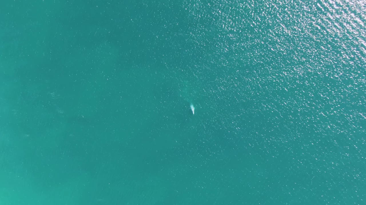 Clear teal ocean at Buzzards Beach with a small bright marine animal against darker underwater patches and no visible people.