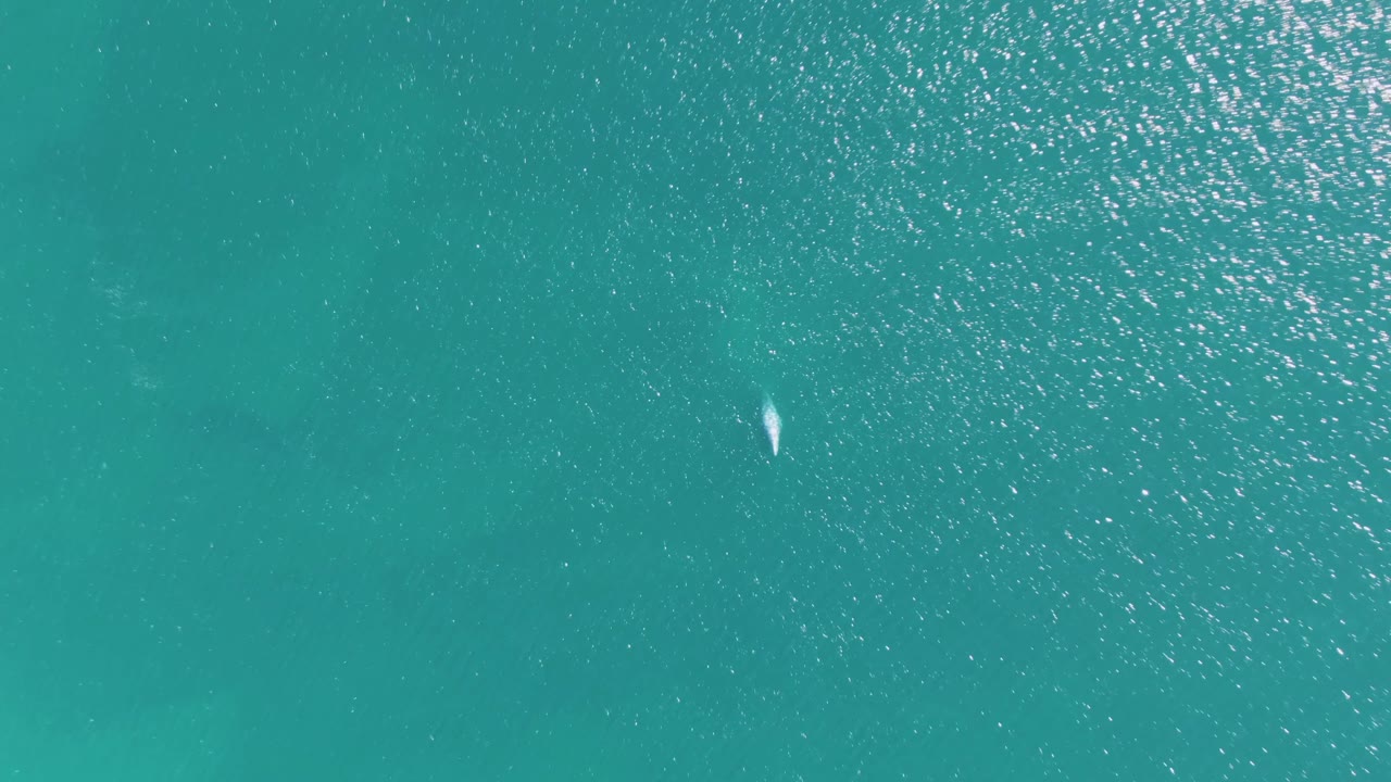 Small marine animal in open turquoise water with strong surface sparkle