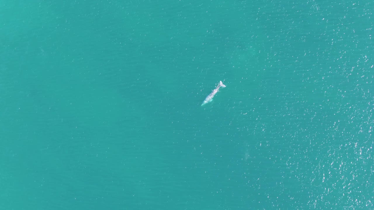 Whale swimming in turquoise ocean water from overhead