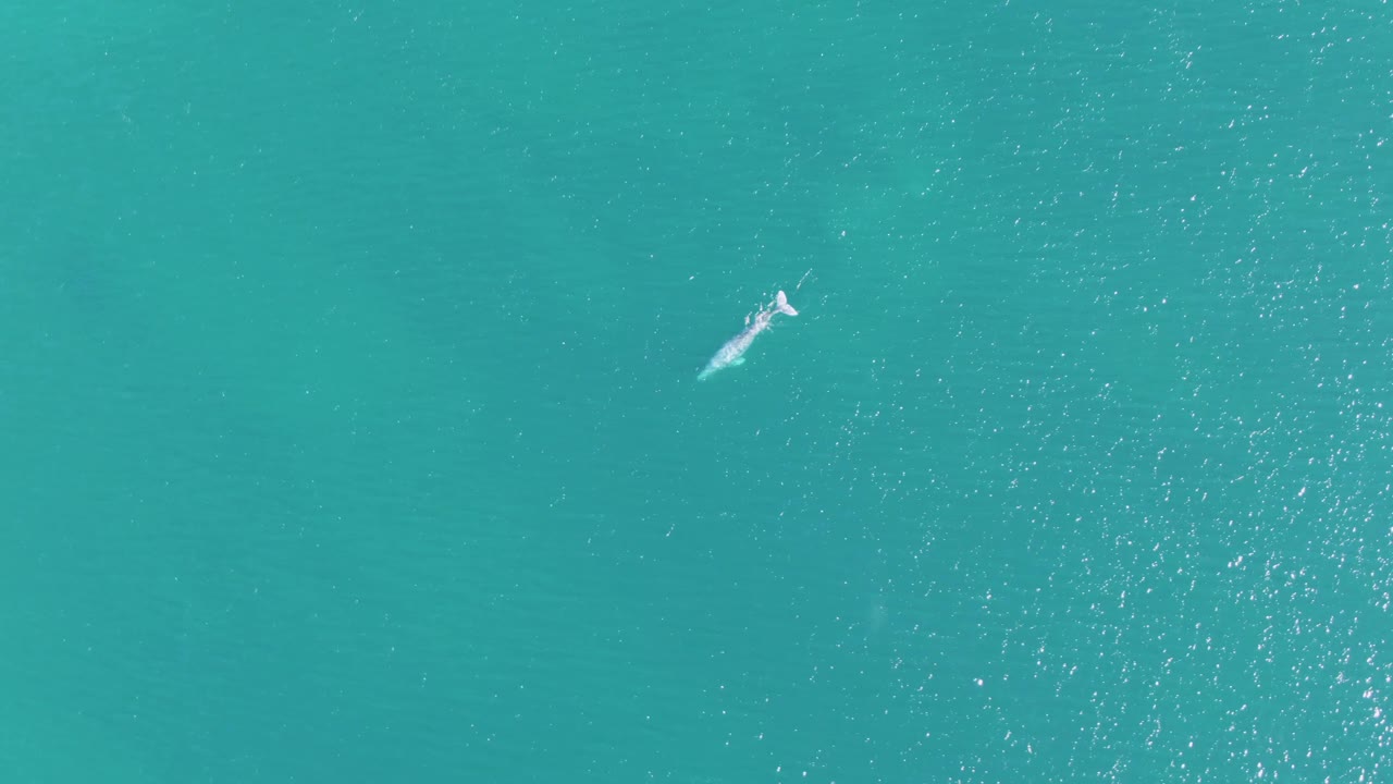 A whale appears near the upper center of the frame in turquoise water at Buzzards Beach, with bright surface speckles around its path and no visible people.