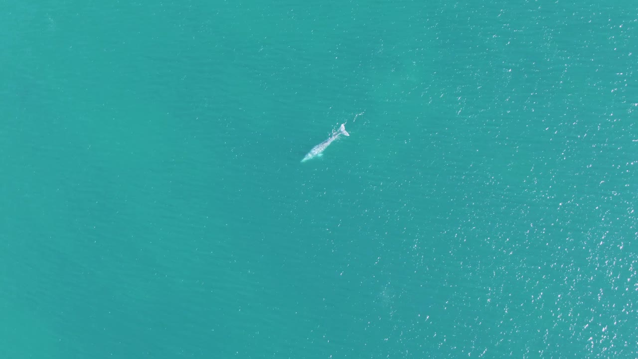 The whale sits near the upper right of the wide aerial frame over turquoise ocean at Buzzards Beach, with scattered glints on the sea surface and no visible people.