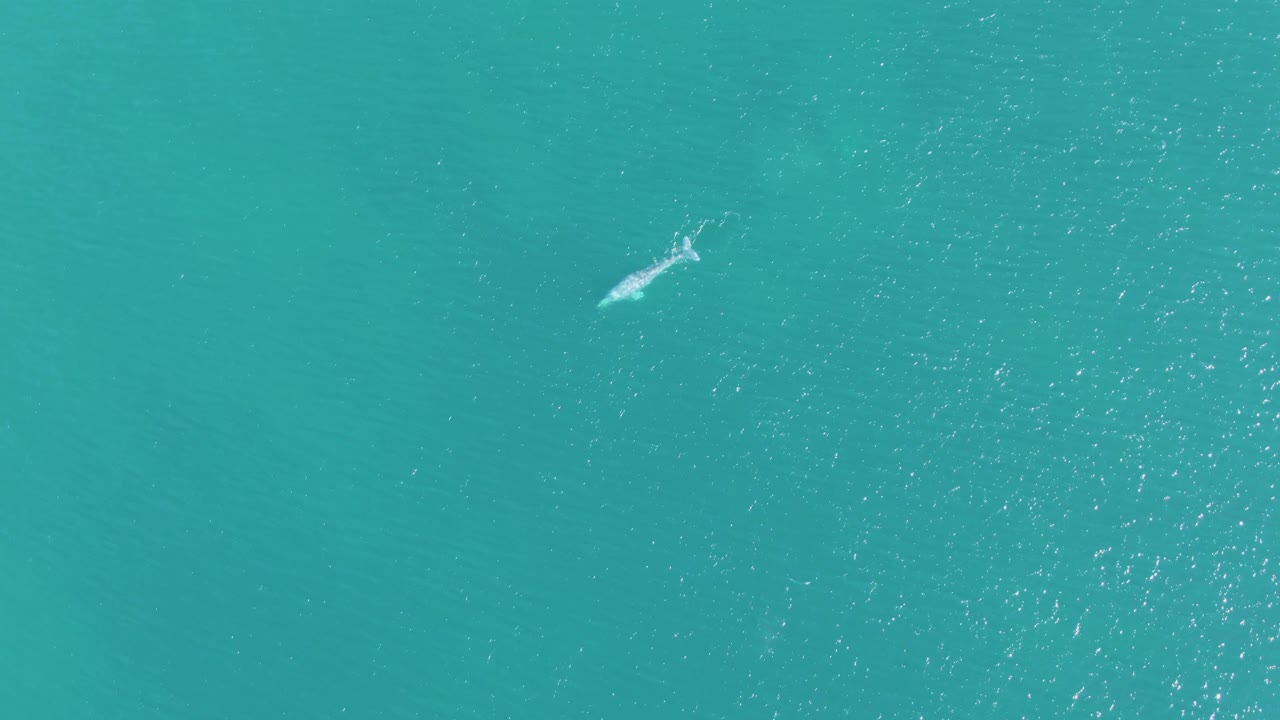 From overhead, the whale appears lower left in the turquoise water at Buzzards Beach, with its wake trailing across a smoother patch of sea and no visible people.