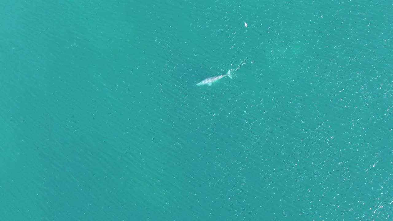 Overhead frame from Buzzards Beach, Baja California Sur, showing a pale whale below the turquoise surface near a small buoy, with no visible people.