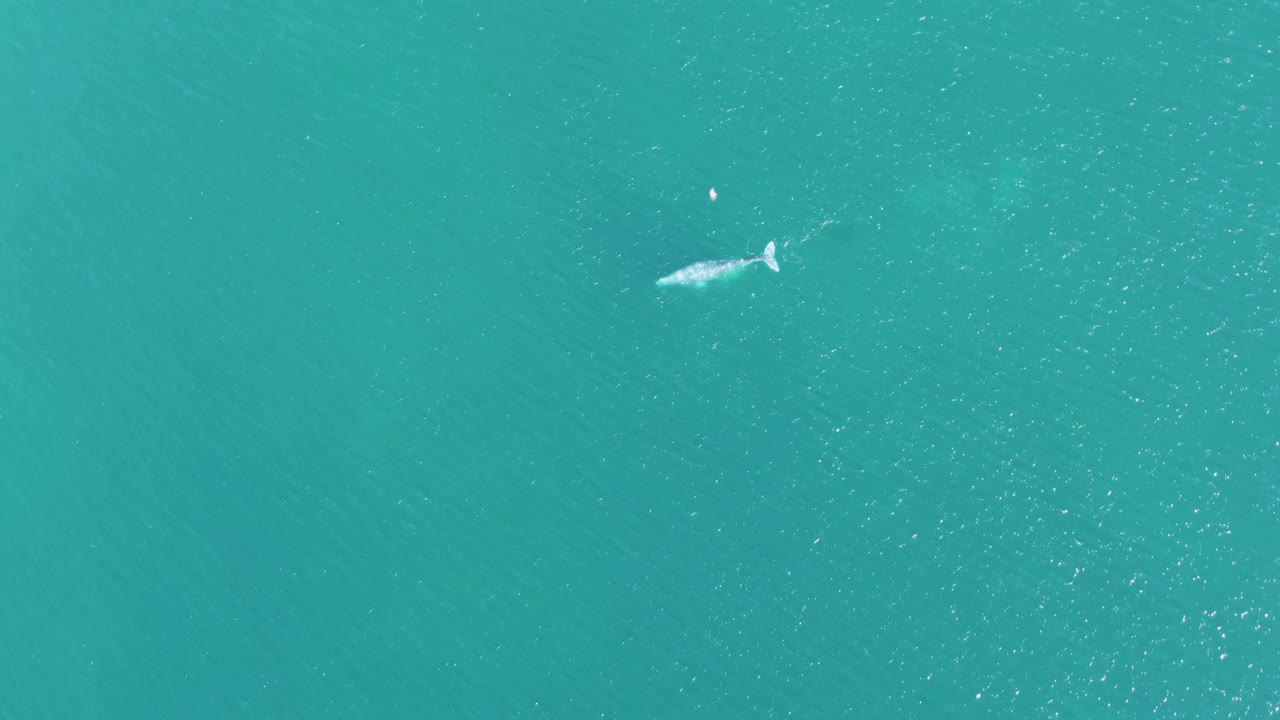 Overhead view at Buzzards Beach, Baja California Sur, with the whale slightly farther across the turquoise water and faint ripples around it, no visible people.