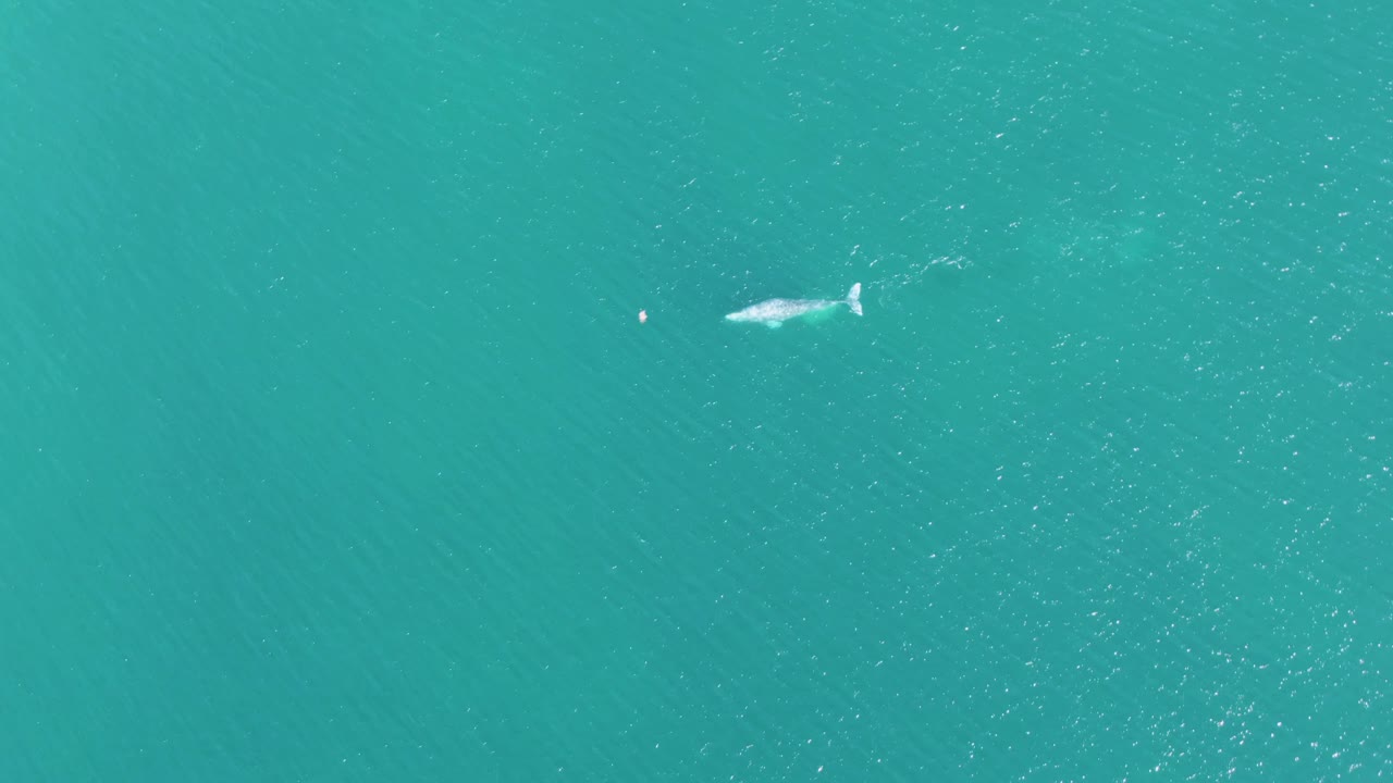 Aerial-style frame from Buzzards Beach, Baja California Sur, with the whale near the upper water area and fine ripples spread across the surface, no visible people.