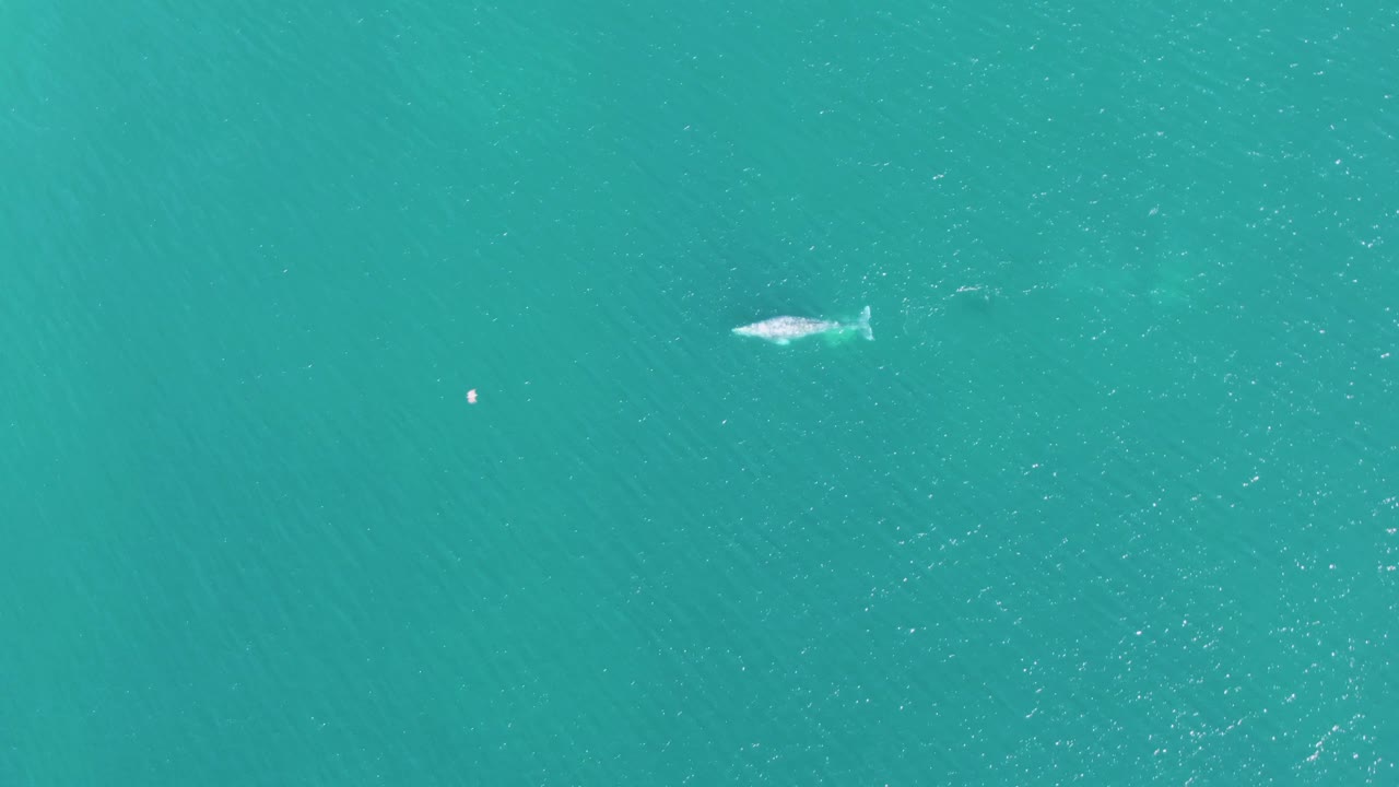 Whale and buoy in open turquoise ocean water.