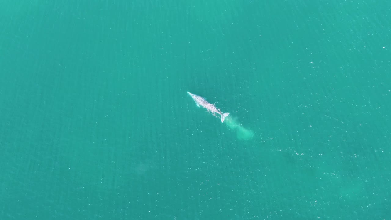 At 0:00, a whale swims diagonally through turquoise water at Buzzards Beach, Baja California Sur, Mexico, leaving a pale surface wake and greenish trail with no visible people.