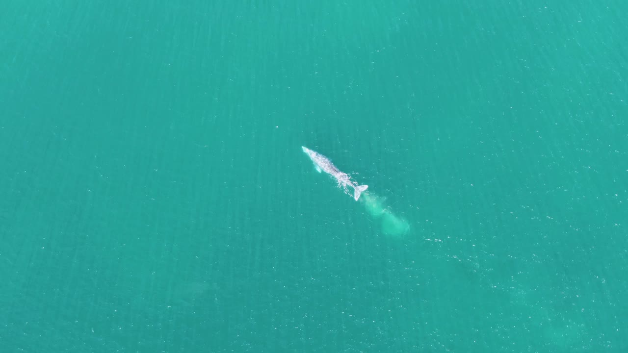 At 0:01, the whale remains near the upper part of the frame at Buzzards Beach, Baja California Sur, Mexico, with its white wake extending behind it and no visible people.