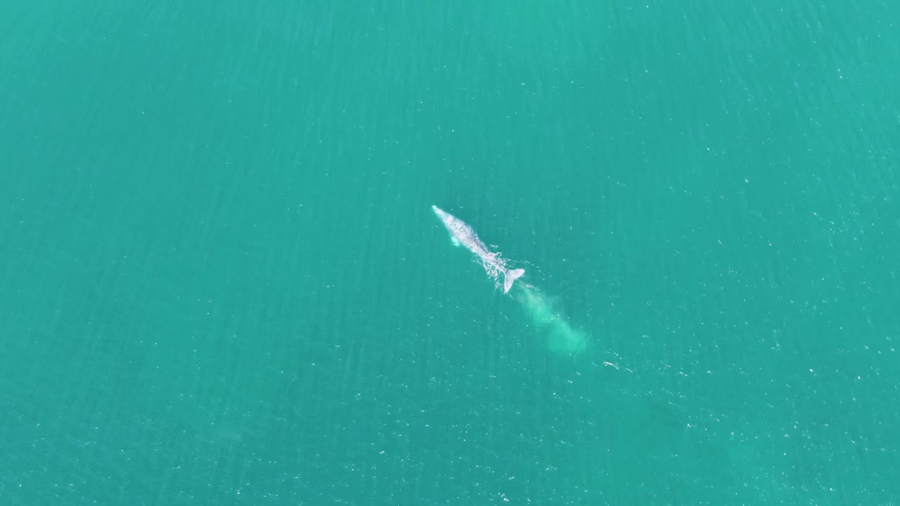 At 0:02, the whale appears small against a wide field of turquoise water at Buzzards Beach, Baja California Sur, Mexico, with a soft green plume behind it and no visible people.