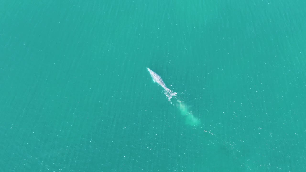 Whale moving across clear turquoise water from overhead