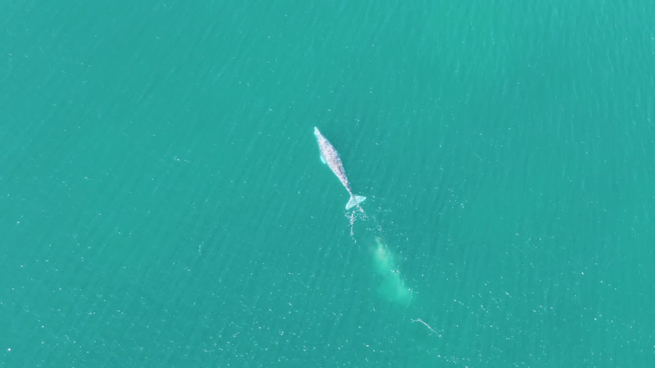 Overhead view of a whale near the surface in turquoise water at Buzzards Beach, Baja California Sur, with a pale splash trail and no visible people.