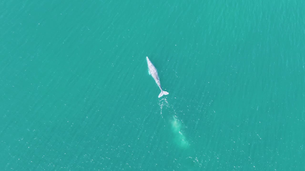 Aerial frame of the whale moving through clear turquoise ocean at Buzzards Beach, with its pale back and tail shape visible and no visible people.