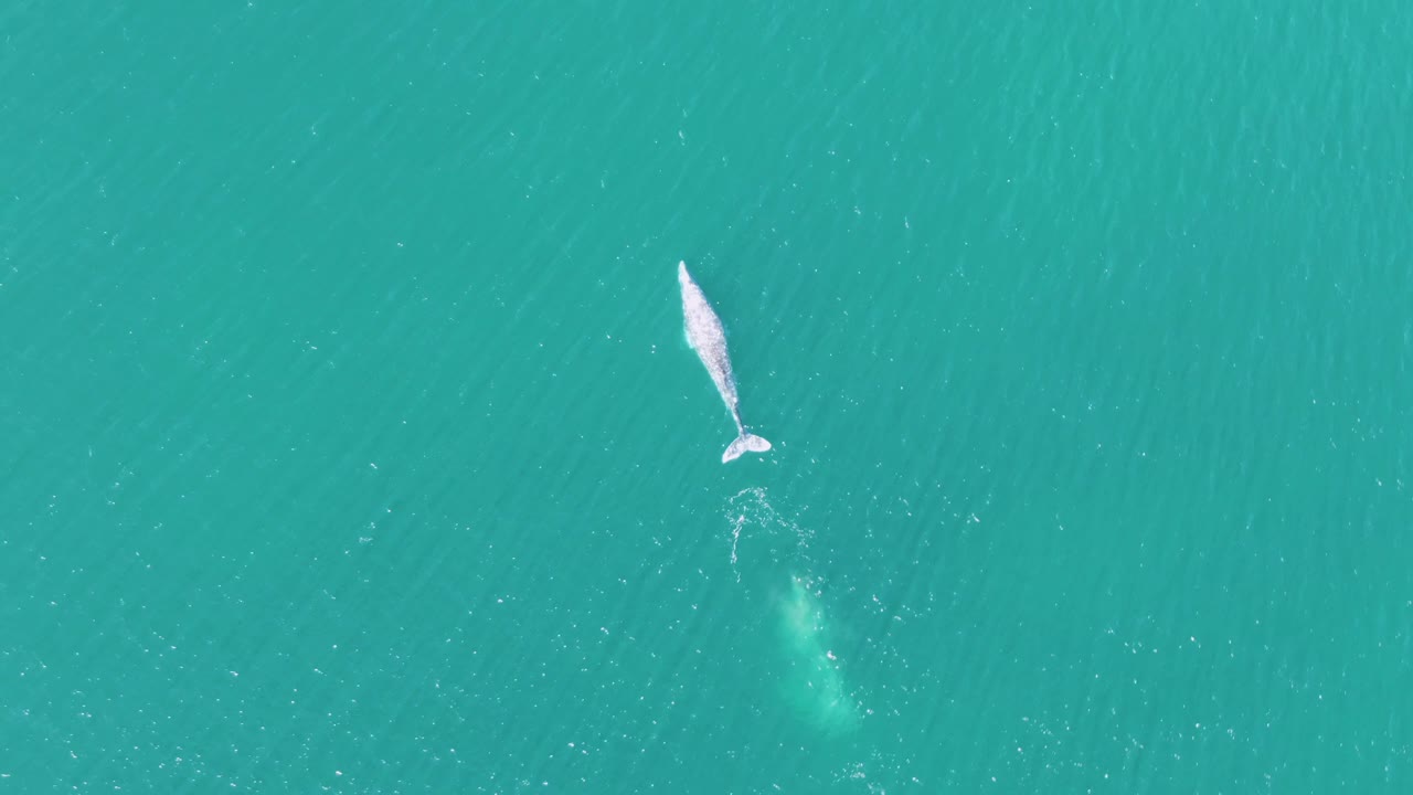 Top-down view of the whale surfacing in turquoise water at Buzzards Beach, with light surface streaks around it and no visible people.