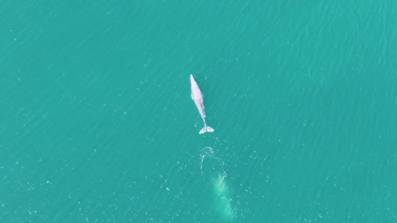 Overhead frame of the whale angled in open turquoise sea off Buzzards Beach, with a faint submerged trail below and no visible people.