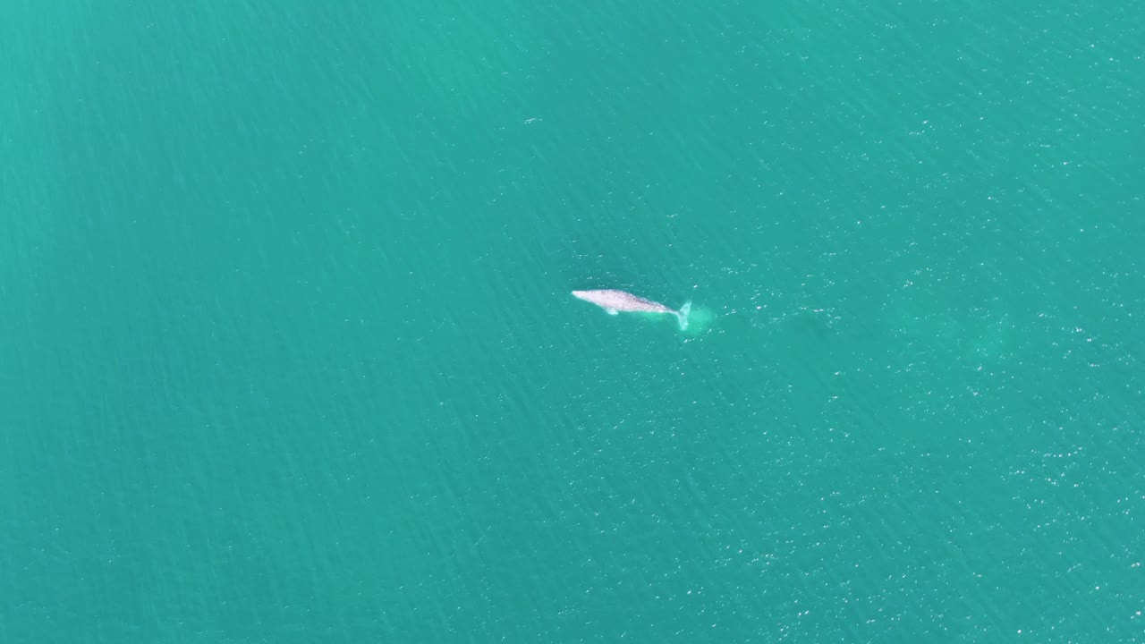 Whale near the surface in turquoise ocean water.