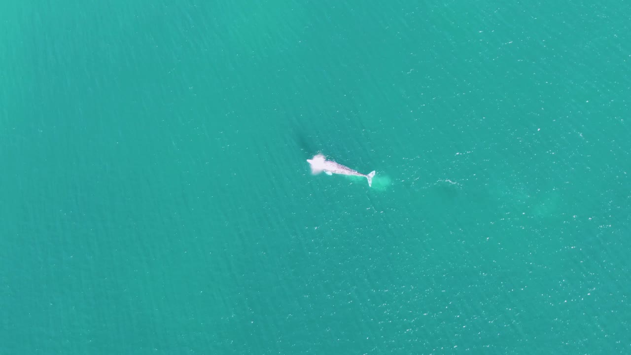 Aerial view of the whale slightly farther across the turquoise ocean at Buzzards Beach, Baja California Sur, with pale foam trailing behind and no visible people.