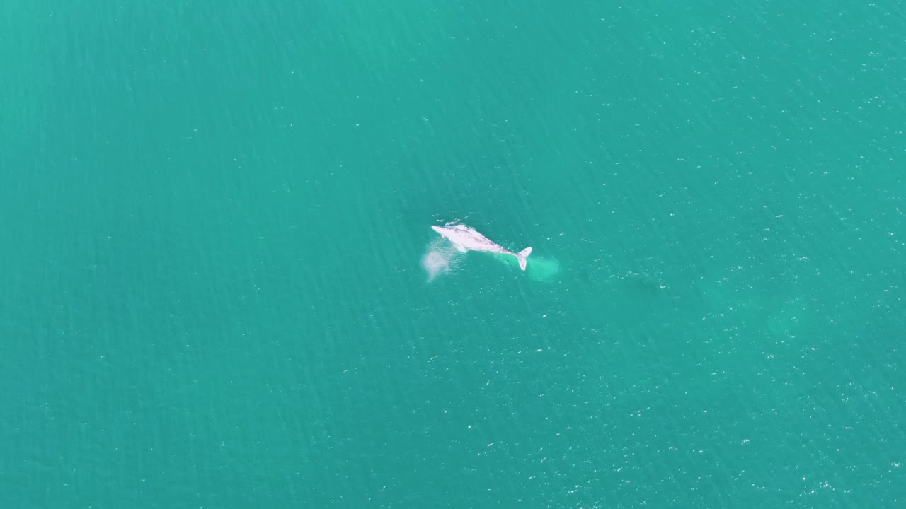 Top-down frame of the whale swimming through calm turquoise ocean at Buzzards Beach, Baja California Sur, with a bright surface splash near its body and no visible people.