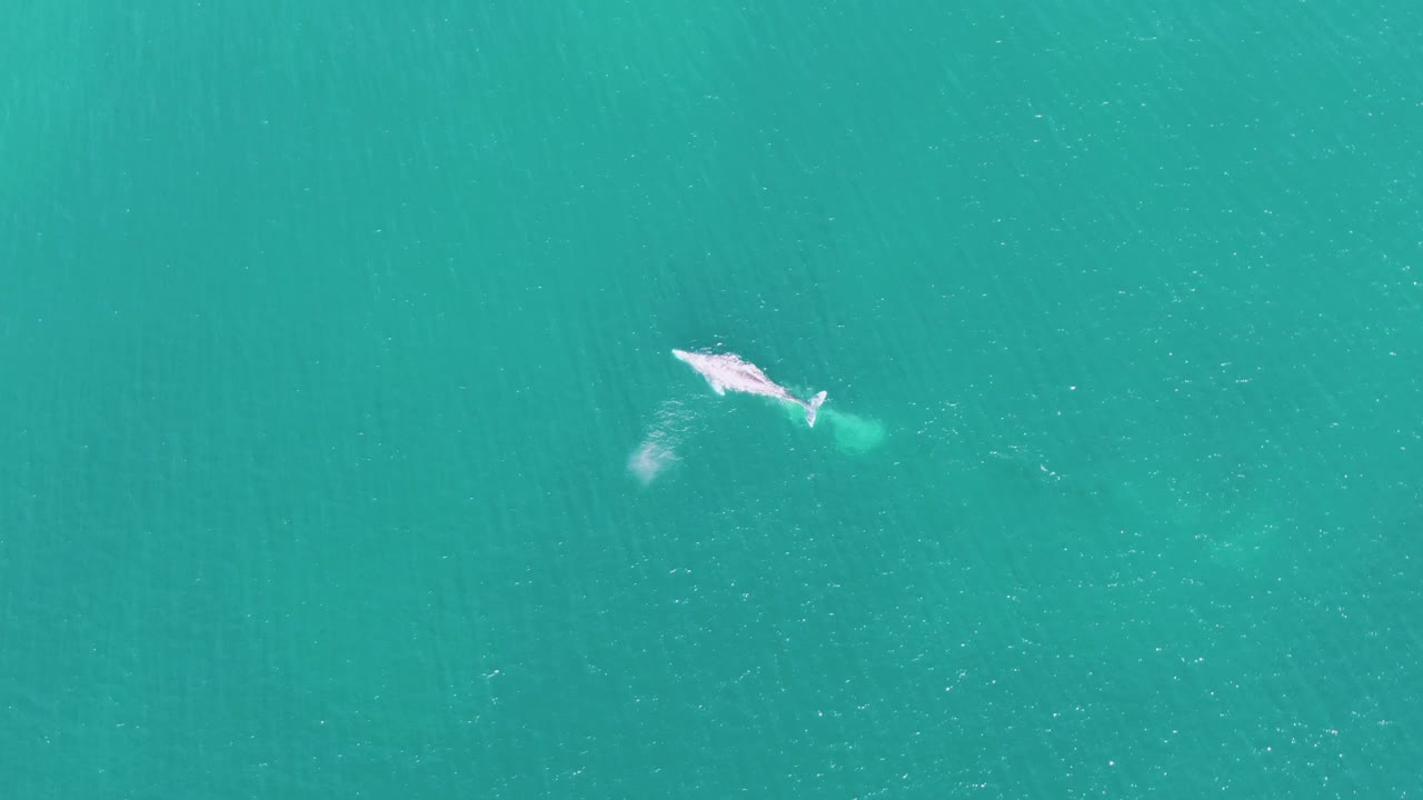 Overhead view at Buzzards Beach, Baja California Sur, showing the whale angled across turquoise water with a larger pale wake patch behind it and no visible people.