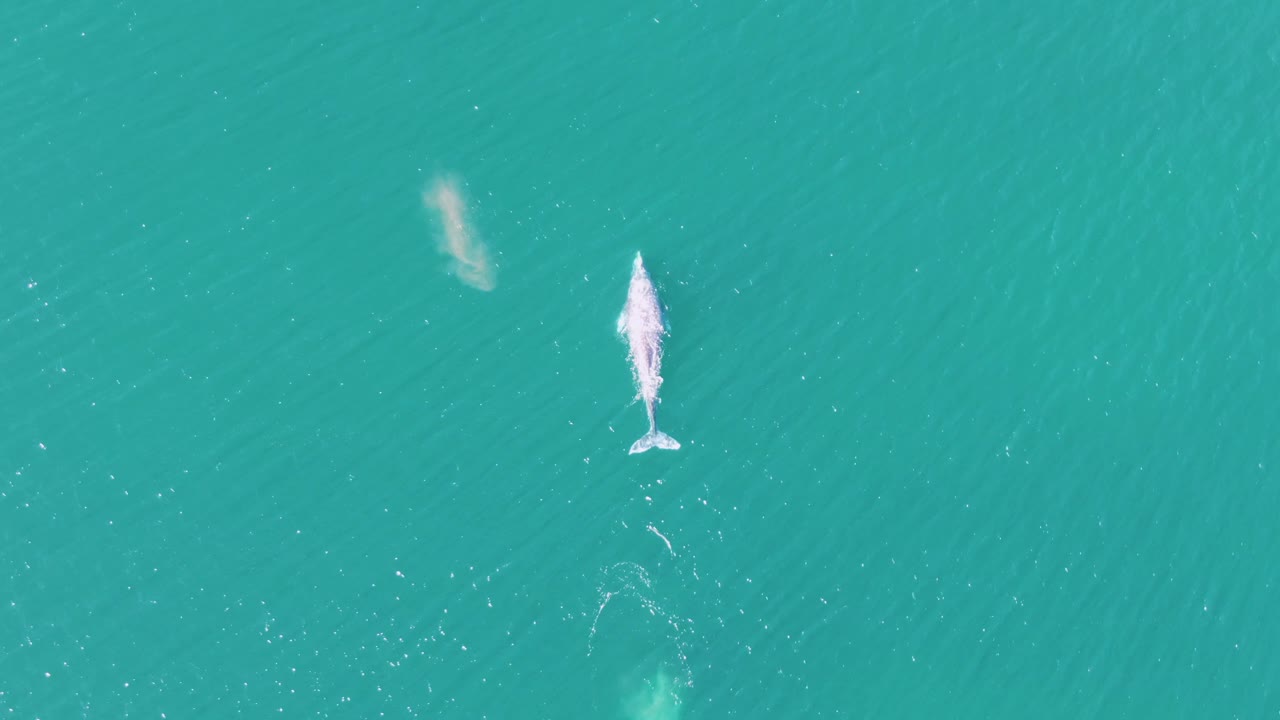 Overhead frame from Buzzards Beach, Baja California Sur, Mexico showing a whale near the upper left area with a white spout over turquoise water and no visible people.