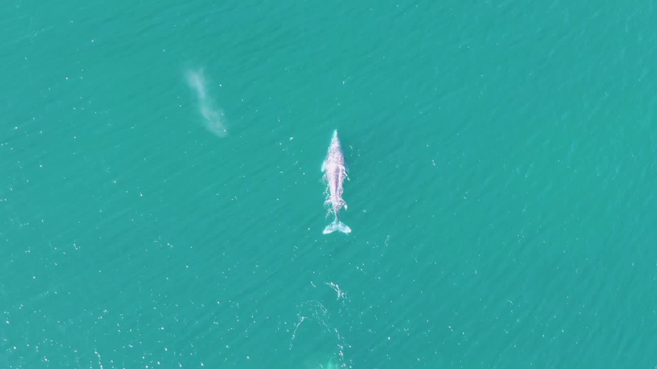 Overhead frame from Buzzards Beach, Baja California Sur, Mexico showing the whale centered higher in the frame, with its white spout and tail area visible in clear blue-green water and no visible people.
