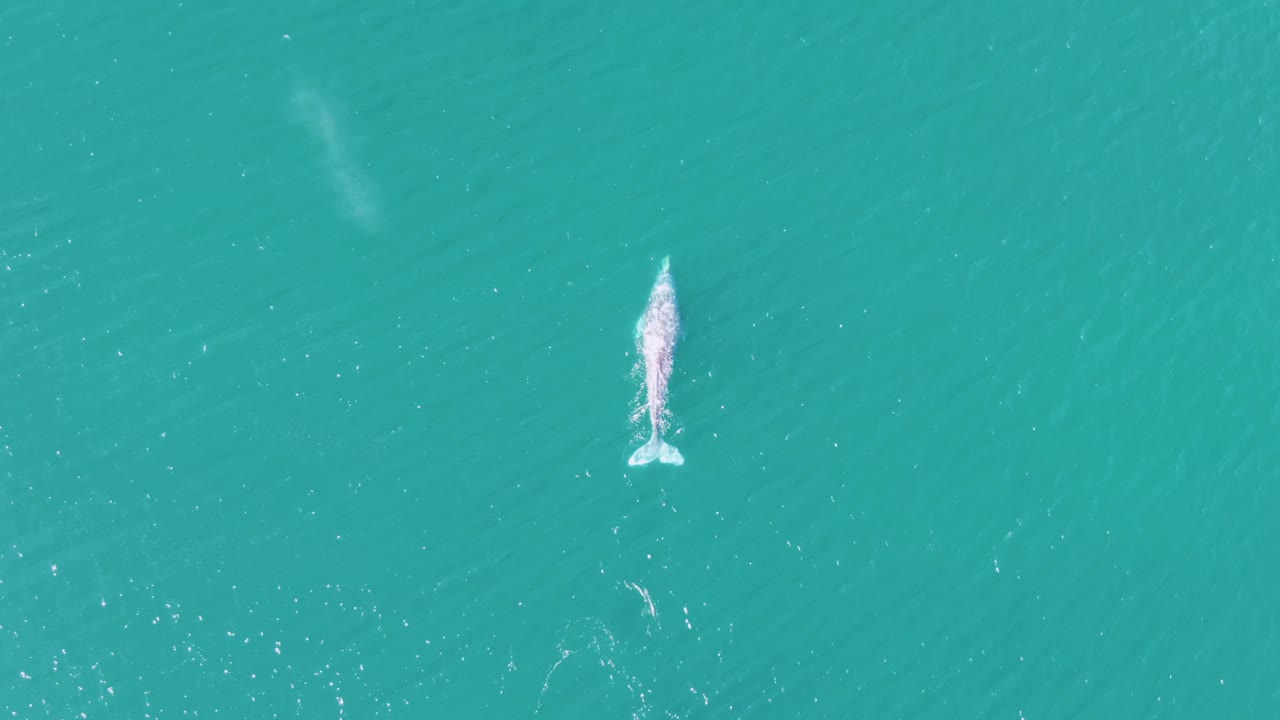 Overhead frame from Buzzards Beach, Baja California Sur, Mexico showing the whale near the upper center-right with a bright spout and faint water disturbance below it, with no visible people.