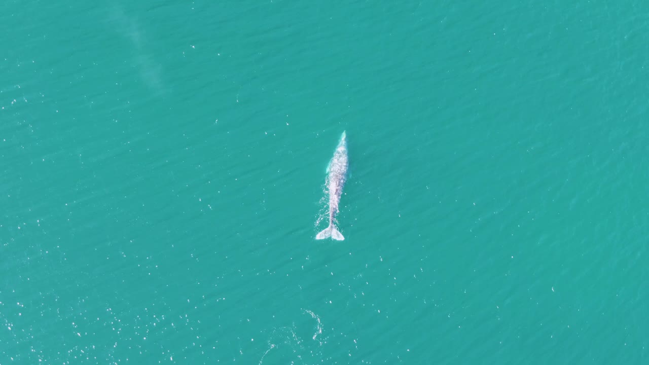 Overhead whale in turquoise water with a short white wake.