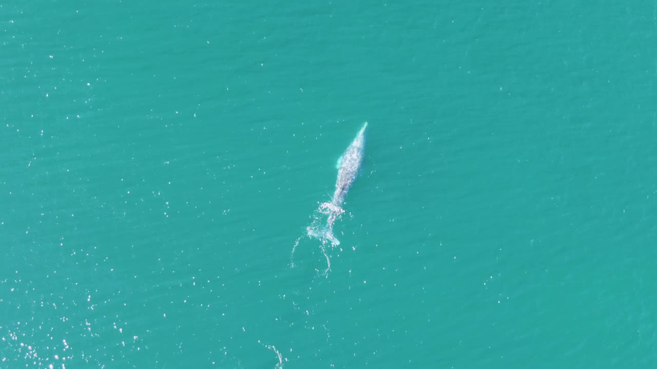 Overhead view of a whale near the surface at Buzzards Beach, Baja California Sur, with small white splashes trailing behind it and no visible people.