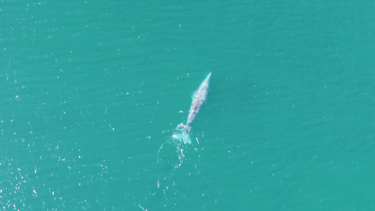 Aerial frame of the whale slightly farther across the turquoise water at Buzzards Beach, with a brighter splash around its tail and no visible people.