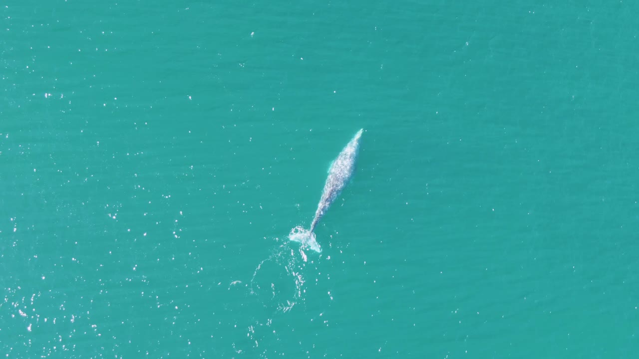 Top-down view at Buzzards Beach of the whale angled through open turquoise sea, with white water marks behind it and no visible people or boats.